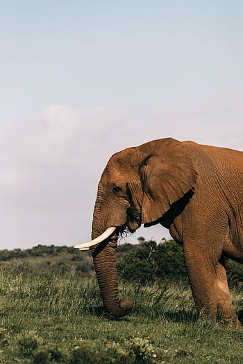 A solitary African elephant strolling through the lush savanna with tusks prominently displayed under a clear sky. HD phone wallpaper