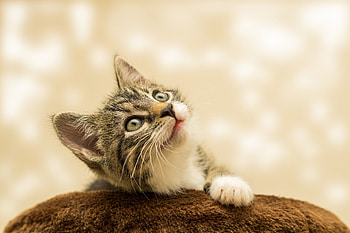 Kitten daydreamer ❤, animal, kitten, dreams, cat, dream HD wallpaper