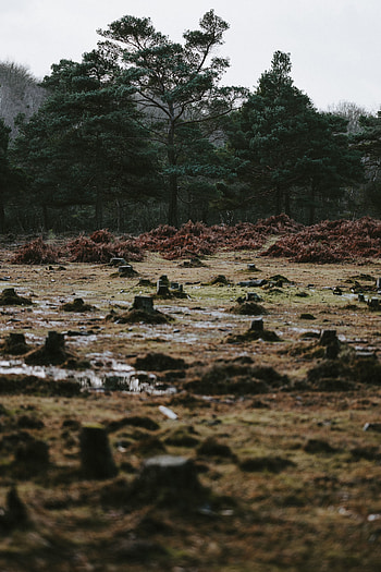 Nature, Trees, Autumn, Stumps, Puddles HD phone wallpaper
