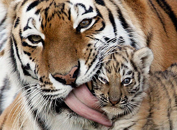 My mums tongue is so rough, cub, whiskers, love, mother, cute, tongue, tigers HD wallpaper