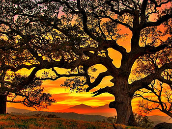 Cool Tree, cool, , tree, sunset HD wallpaper