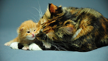 Animals, Cat, Kitty, Kitten, Care, Attention HD wallpaper
