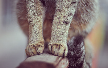 Animals, Sit, Cat, Paws, Fur HD wallpaper