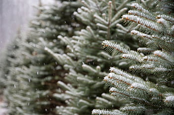 Close-up of snowy conifer branches during winter, capturing the serene beauty of frost and snowflakes. HD wallpaper