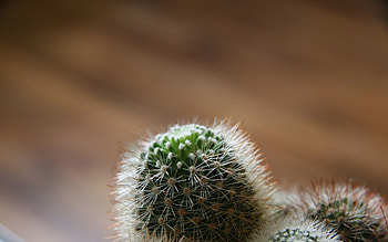 Macro, Barbed, Spiny, Cactus HD wallpaper