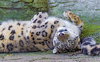 Animals, Cheetah, To Lie Down, Lie, Muzzle, Predator HD wallpaper