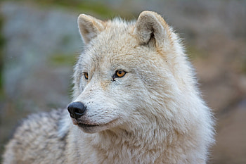 Mysterious arctic wolf, Snowy landscape, Haunting beauty, Wildlife wonder HD wallpaper