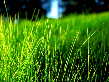 Plants, Grass, Background HD wallpaper