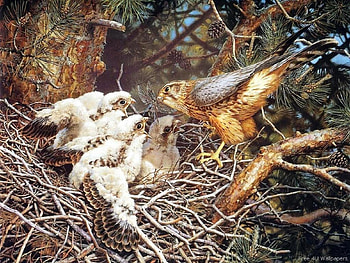 Feeding Time, painting, animals, Art, nature, Birds HD wallpaper