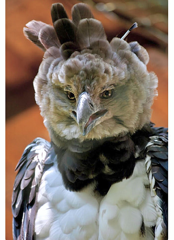 Harpy Eagle, Elusive bird species, Nature's apex predator, Rare avian sight HD phone wallpaper