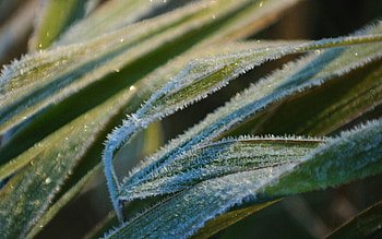 Grass, Leaves, Snow, Macro, Hoarfrost, Frost HD wallpaper