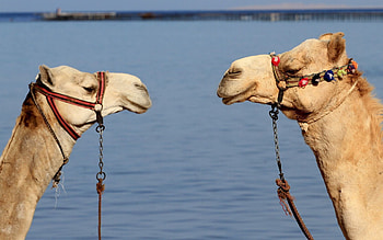 Animals, Water, Camels, Couple, Pair, Team HD wallpaper