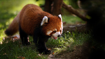 SS-37: Red Panda for HD wallpaper