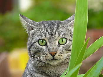 he posed for you, backyard, closeup, art , cat greeneyes, pose, green, eyes, nice HD wallpaper