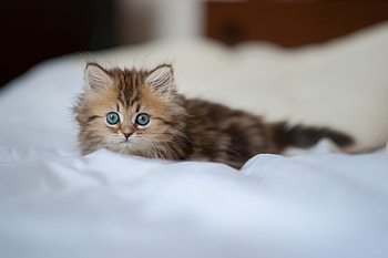 Animals, Fluffy, Kitty, Kitten, Muzzle, Sight, Opinion, Attentiveness, Mindfulness HD wallpaper