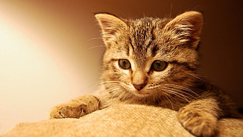 Animals, Cats HD wallpaper