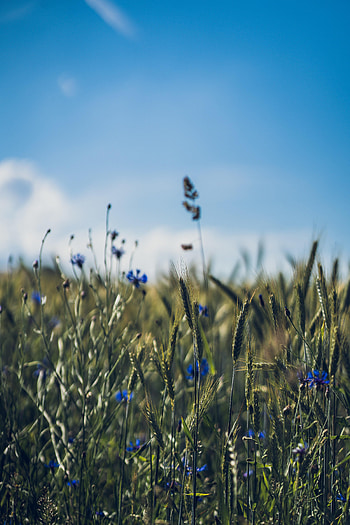 Flowers, Field, Ears, Spikes, Wildflowers HD phone wallpaper