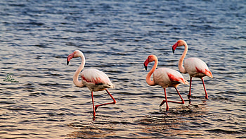 Birds , Flamingo beauty, Captivating , Artistic background HD wallpaper
