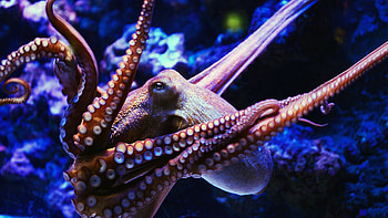 Octopus r, Digital octopus art, collector's delight, Cephalopod fan HD wallpaper