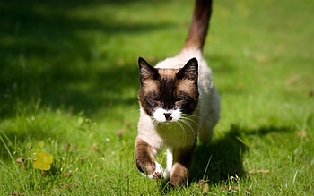 Animals, Grass, Cat, Stroll, Sunlight, Siamese, Squint, Blink HD wallpaper