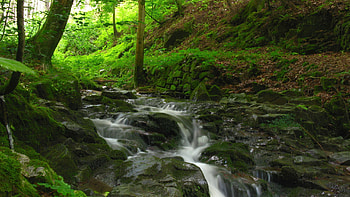 Nature, Rivers, Stones, Forest, Murmur, Gurgling, Creek, Brook HD wallpaper