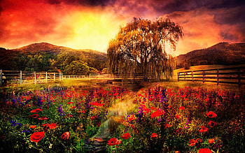 Reds Under the Sun - Smoky Mountains, North Carolina, landscape, colors, usa, blossoms, trees, clouds, sky, flowers, sun HD wallpaper