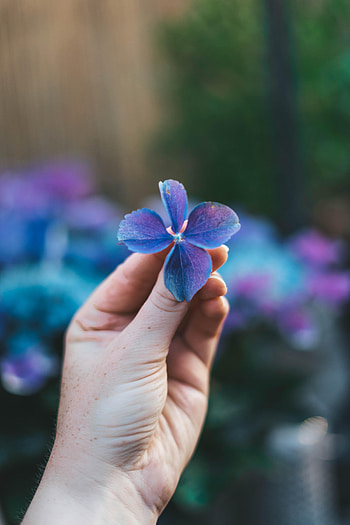 Flowers, Flower, Macro, Hand, Petals HD phone wallpaper
