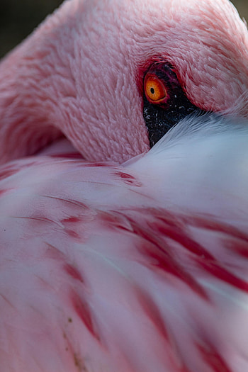 Animals, Pink, Flamingo, Feather, Bird, Eye HD phone wallpaper