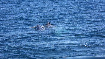 Mom and Cub (Gray Whale), Pacific, Ocean, Gray whale, Cub, Mom HD wallpaper