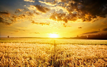 Beautiful sky, fields, sky, nature, sunset HD wallpaper
