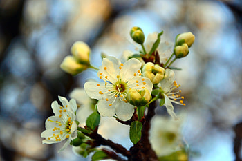 Cherry, Macro, Bloom, Flowering, Branch, Spring HD wallpaper
