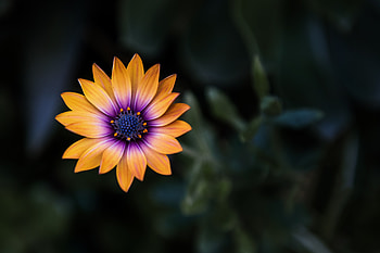 Bright Orange Purple Flower , flowers HD wallpaper