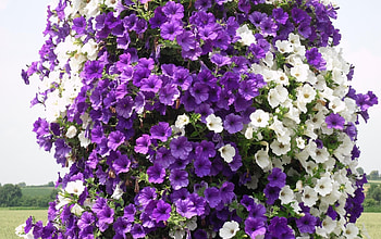 Flowers, Lilac, Purple, Petunias HD wallpaper