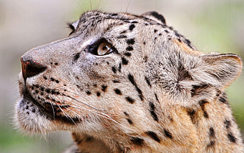 Animals, Cheetah, Muzzle, Predator HD wallpaper