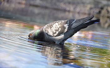 Animals, Water, Bird, Dove, Bathing HD wallpaper