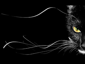 Animals, Cats HD wallpaper