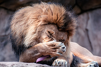 Animals, Lion, Head, King Of Beasts, King Of The Beasts, Language, Tongue, Wash Up, Wash HD wallpaper
