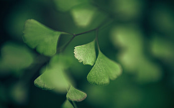 Ginkgo Biloba, Tranquil , Vibrant leaves, Nature's artwork HD wallpaper