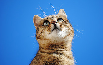Animals, Cats HD wallpaper