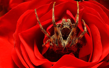 Flower, Macro, Rose Flower, Rose, Paws, Spider HD wallpaper