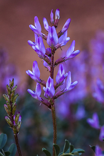 Flowers, Violet, Flower, Plant, Bloom, Flowering, Purple, Inflorescence HD phone wallpaper