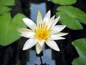 Flowers, Water, Leaves, Close-Up, Water Lily HD wallpaper