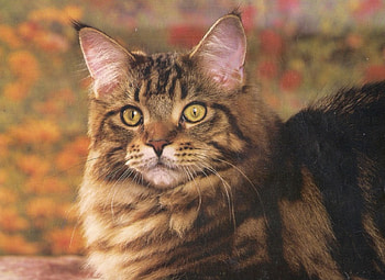 Tabby cat, tabby, pink, cat, flowers HD wallpaper