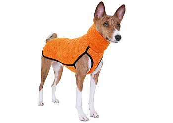 Basenji dog, Fox-like, Stylish attire, Fashionable clothing HD wallpaper