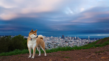 Animals, Landscape, Dogs HD wallpaper