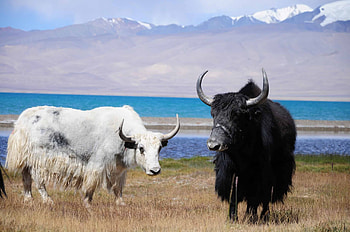 Yak , Animal graphy, Professional shots, Captivating HD wallpaper
