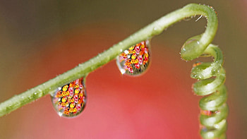 Background, Drops HD wallpaper