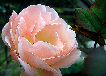 Sunday bloom, pink, white, flower, peony, spring, beauty HD wallpaper