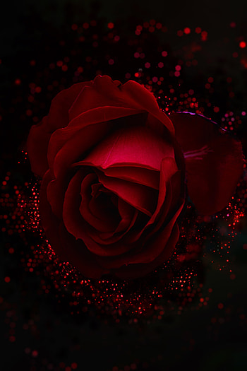 Flowers, Glare, Shine, Rose Flower, Rose, Bud, Brilliance HD phone wallpaper