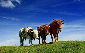 cow , Vibrant colors, Flamingo and warhol , Unique patterned backgrounds HD wallpaper